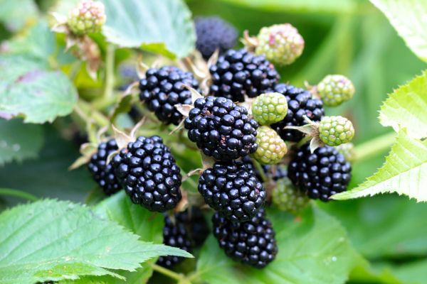 Blackberry Bush Removal in Waco