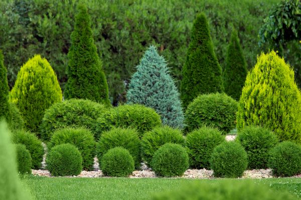 Bush Shaping Service in Waco