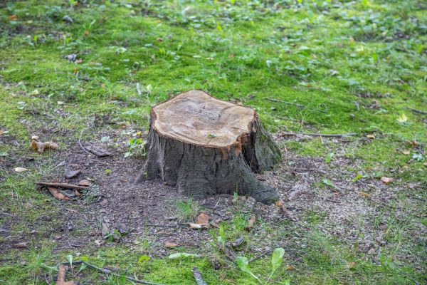 Bush Stump Removal in Waco