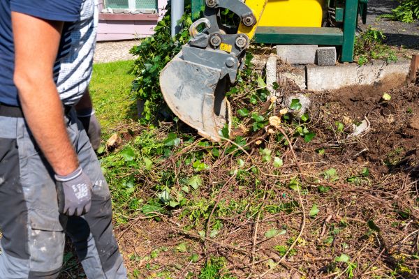 Hedge Removal Service in Waco