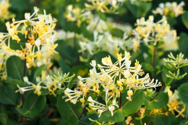Honeysuckle Removal in Waco