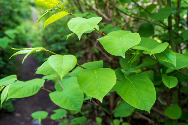 Invasive Plant Removal in Waco