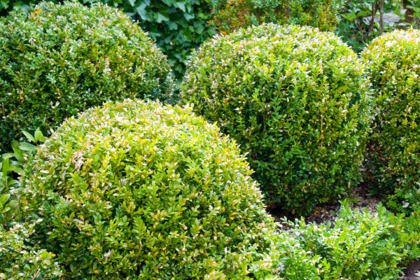 Landscape Trimming Service in Waco