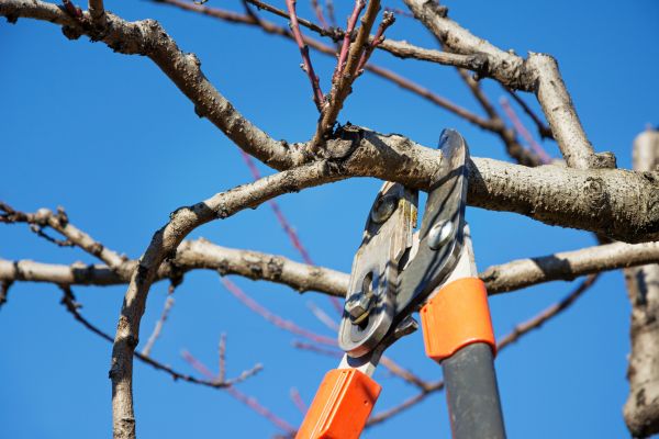 Pruning Service in Waco