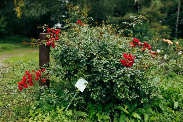 Rose Bush Removal in Waco