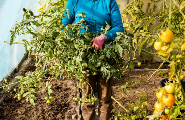 Garden Plant Removal in Waco