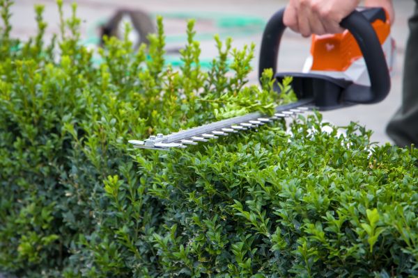 Hedge Shearing in Waco