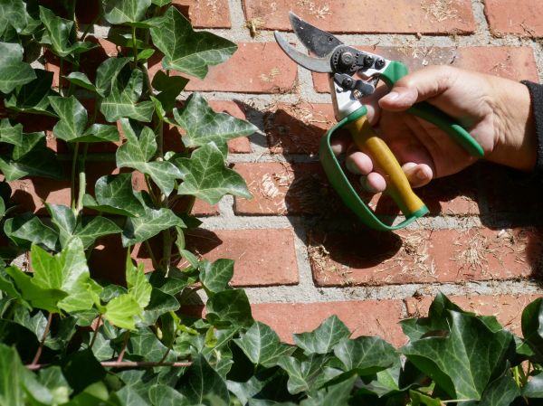 Ivy Removal Service in Waco