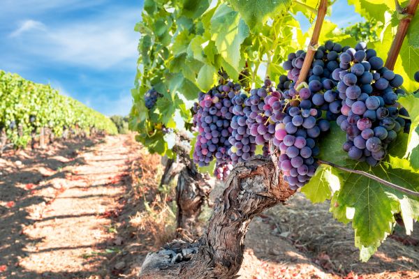 Grapevine Pruning in Waco