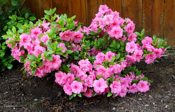 Azaleas Removal in Waco