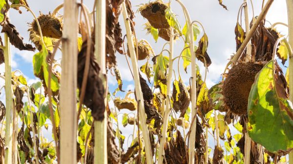 Dead Plant Removal in Waco