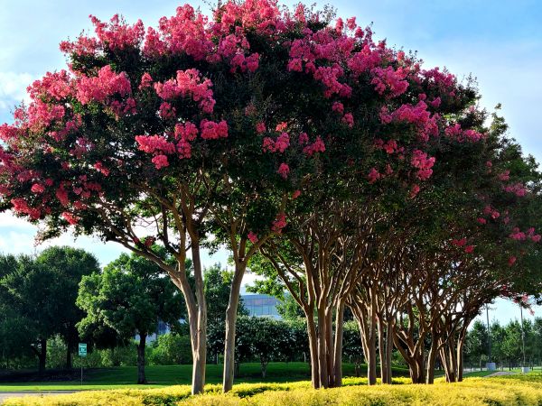 Crepe Myrtle Pruning in Waco