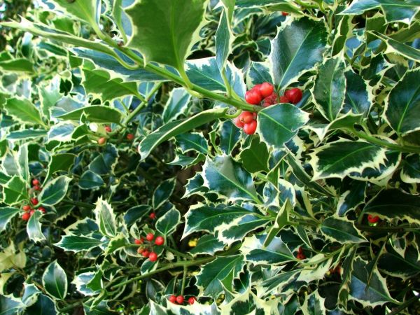 Holly Bushes Trimming in Waco