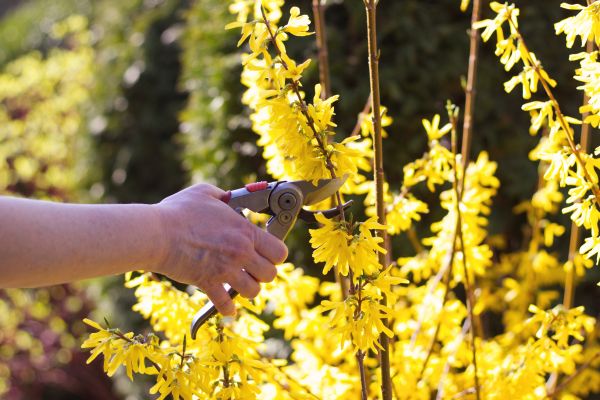 Forsythia Pruning in Waco