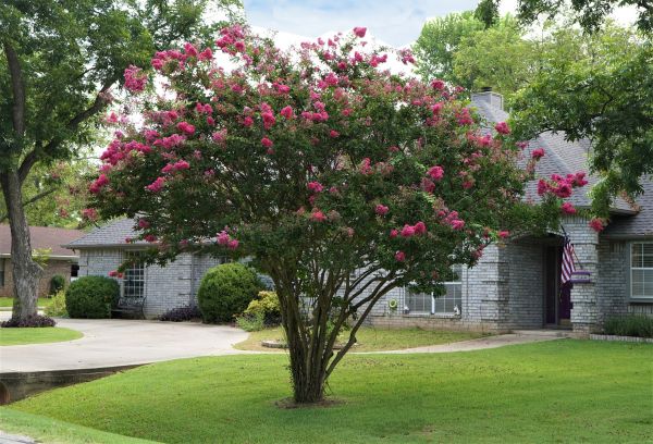 Crepe Myrtle Trimming in Waco