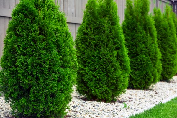 Arborvitae Removal in Waco