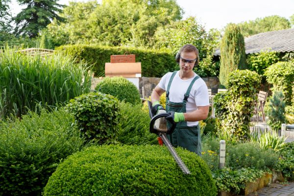 Shrubs Trimming in Waco