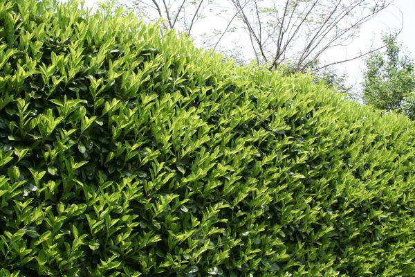 Laurel Shrub Removal in Waco