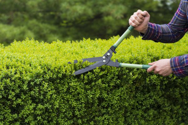 Evergreen Shrub Pruning in Waco