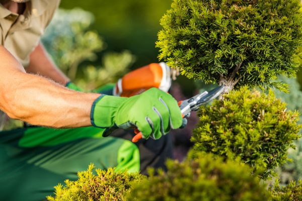 Landscape Pruning Service in Waco