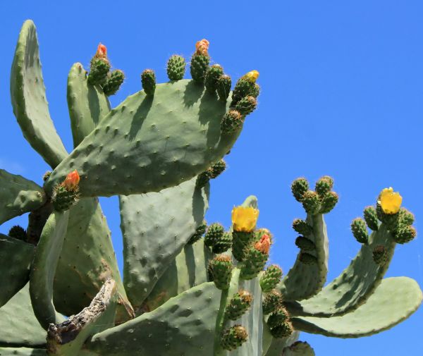 Cactus Removal in Waco
