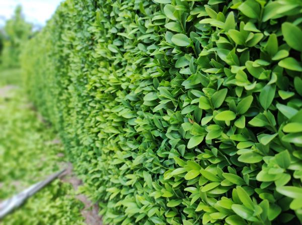 Boxwood Pruning in Waco