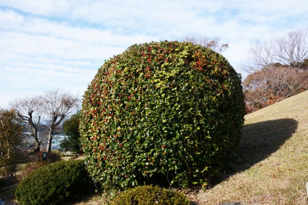 Holly Shrub Pruning in Waco