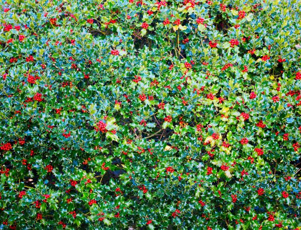 Holly Bush Removal in Waco