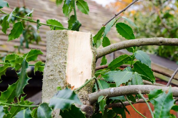 Holly Tree Removal in Waco