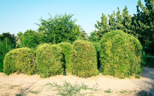 Bamboo Hedge Removal in Waco