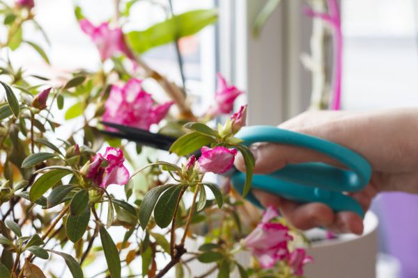 Azalea Pruning in Waco