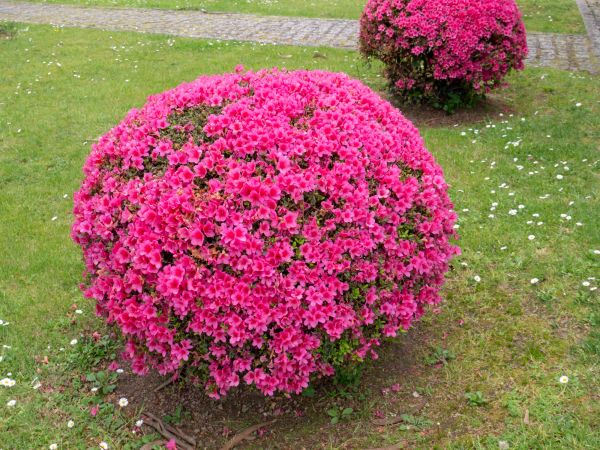 Rhododendron Pruning in Waco