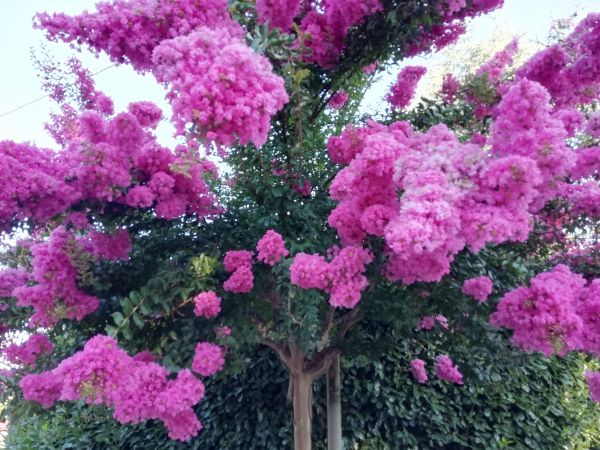 Crape Myrtle Pruning in Waco