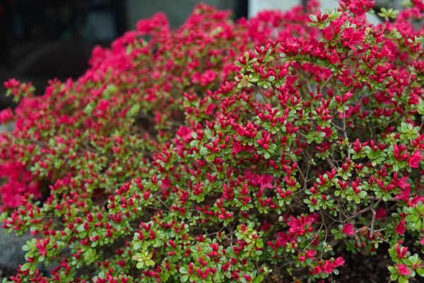 Weigela Removal Service in Waco