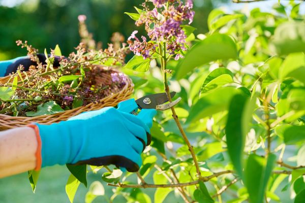 Lilac Trimming Service in Waco