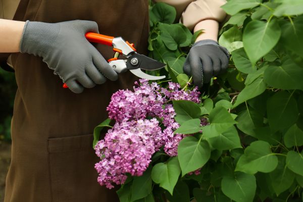 Lilac Pruning Service in Waco