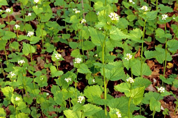 Garlic Mustard Removal in Waco
