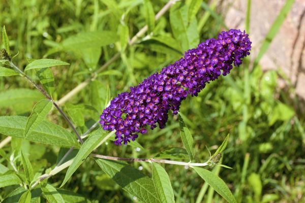 Butterfly Bush Pruning in Waco