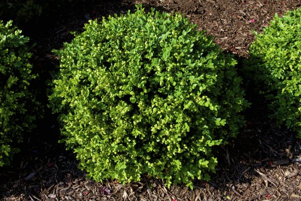Boxwood Removal in Waco