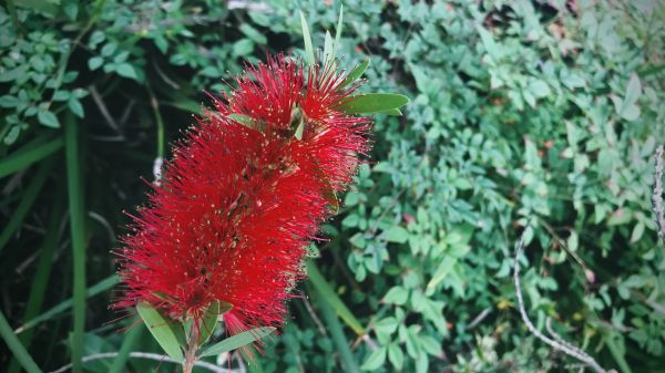 Bottlebrush Pruning in Waco