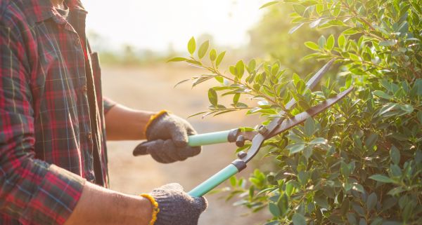 Shrub Pruning in Waco