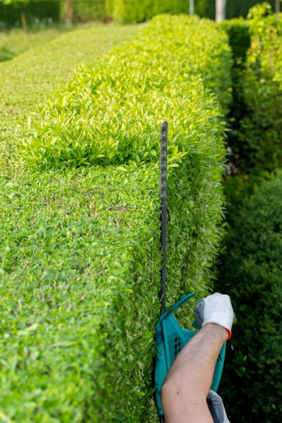 Hedge Trimming in Waco