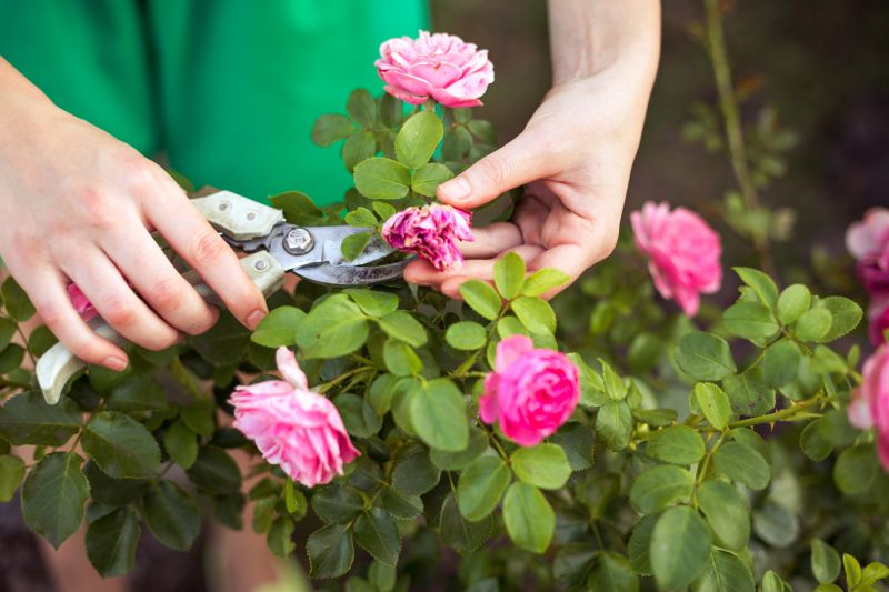 Knockout Roses Pruning