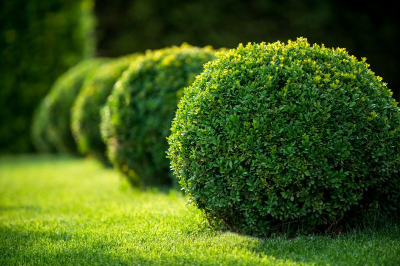 Detailing Shrubs in a Garden
