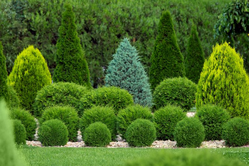 Trimmed Boxwoods